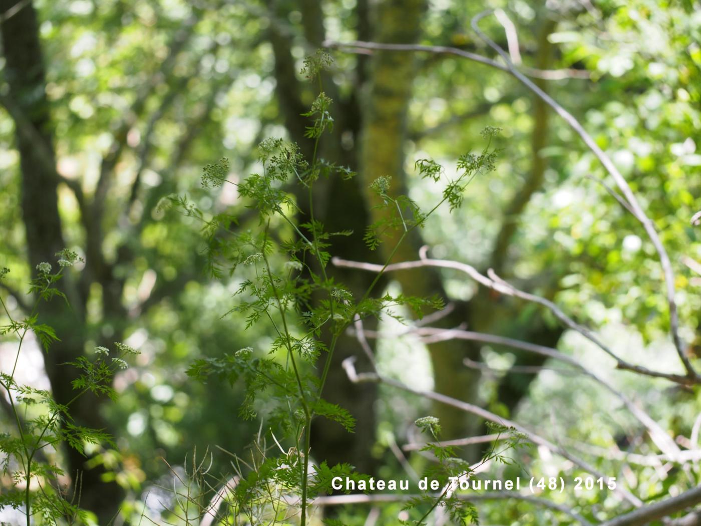 Fool's Parsley plant